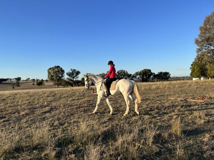 QBE Sparticus 17hh Warmblood