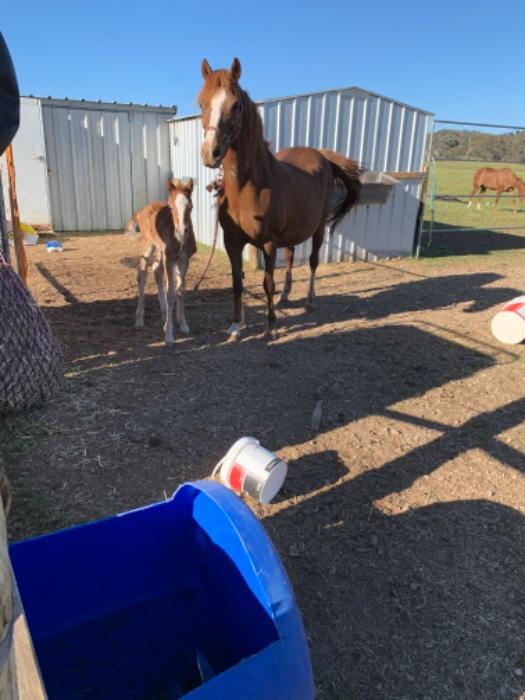 Welsh Ponies For Sale Welsh Horse » Horsezone