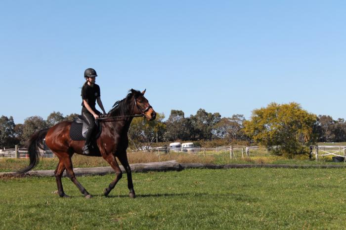Darcy, 9 year old 15.2/15.3h OTTB Gelding