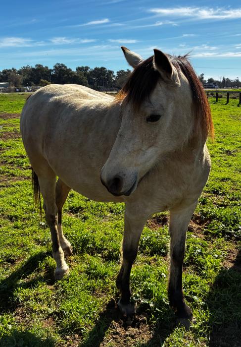 Clydesdale x Welsh D Mare