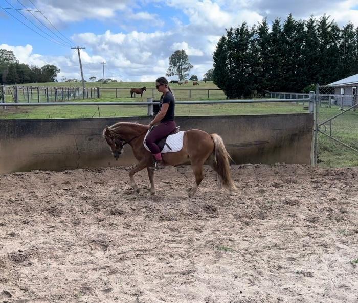 Welsh Ponies For Sale Welsh Horse » Horsezone