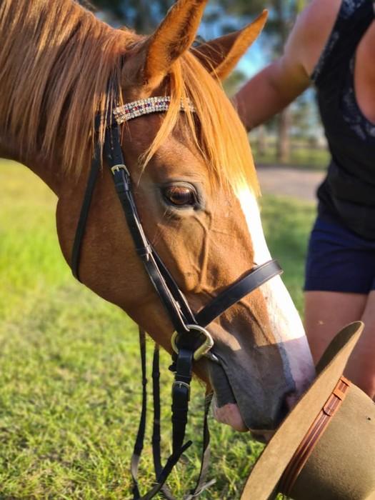 Byalee Briar Gelding