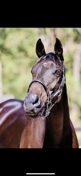 Outstanding Furst Love Gelding