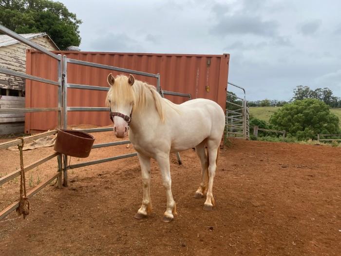 Welsh Ponies For Sale Welsh Horse » Horsezone