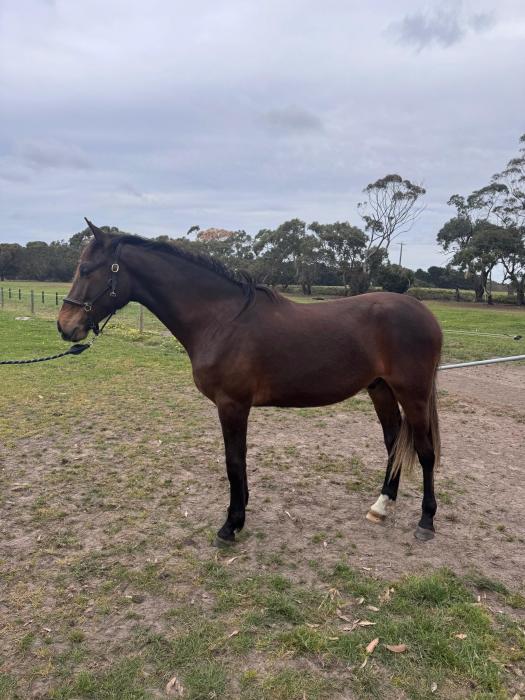 2yo showjumping bred gelding Calgary GNZ/Vivant