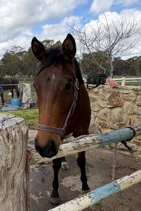 Stunning WB x riding 2yo filly