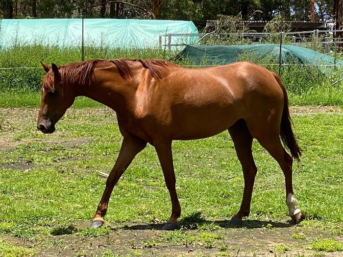 GORGEOUS RIDING PONY MARE