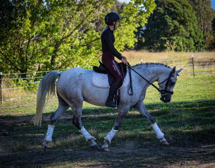 Arabian Horses For Sale Arabian Horse » Horsezone