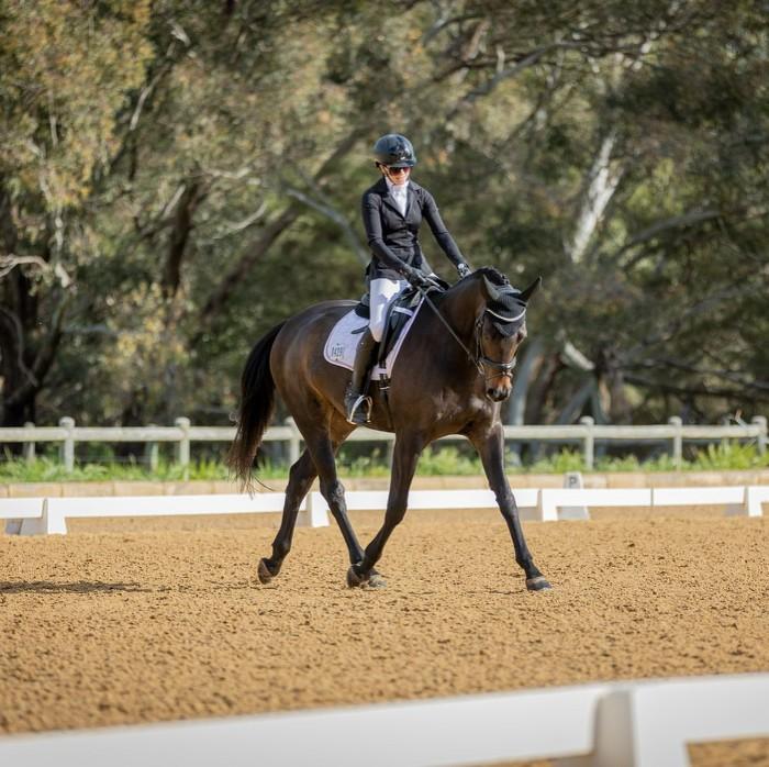 View All Horses For Sale Horsezone