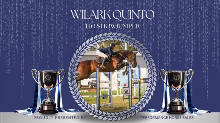 Wilark Quinto Schoolmaster 140 Showjump/ Dressage