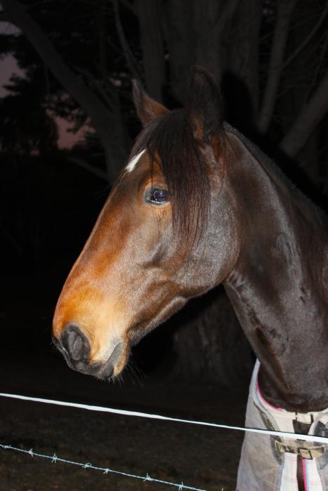 Elanel Park Cohen - 17hh 4yo Clydie x Standy