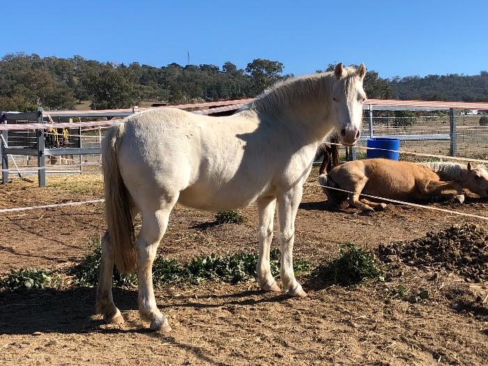 Welsh Ponies For Sale Welsh Horse » Horsezone