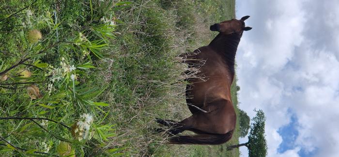 Thoroughbred mare in Foal to warmblood