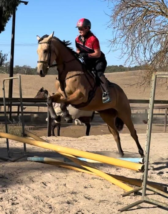 Quality Warmblood Mare – Proven Performance Line
