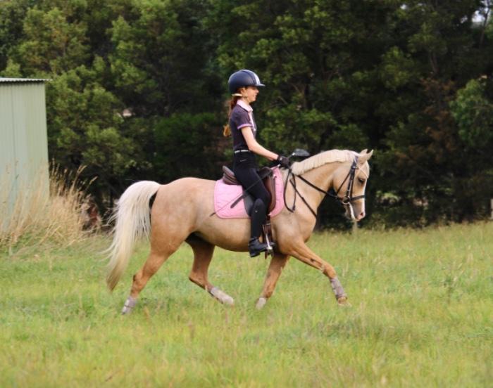 Pony For Sale Pony Horse » Horsezone