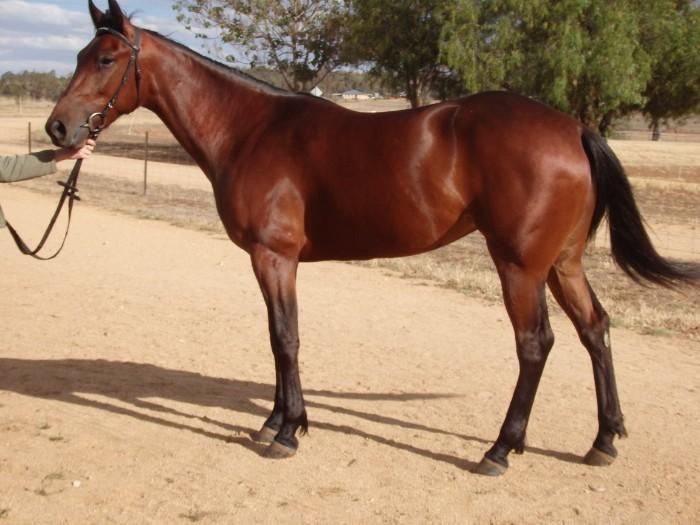 Standardbred Horses For Sale Standardbred Horse » Horsezone