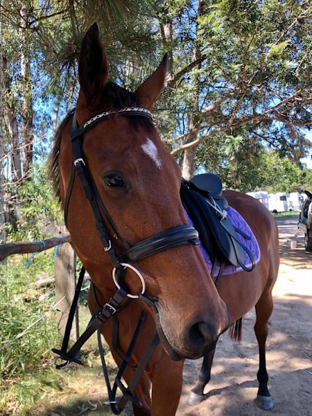 11 y.o. Thoroughbred Mare