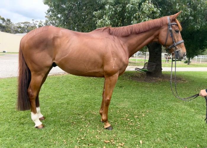 Thoroughbred Horses For Sale Thoroughbred Horse » Horsezone