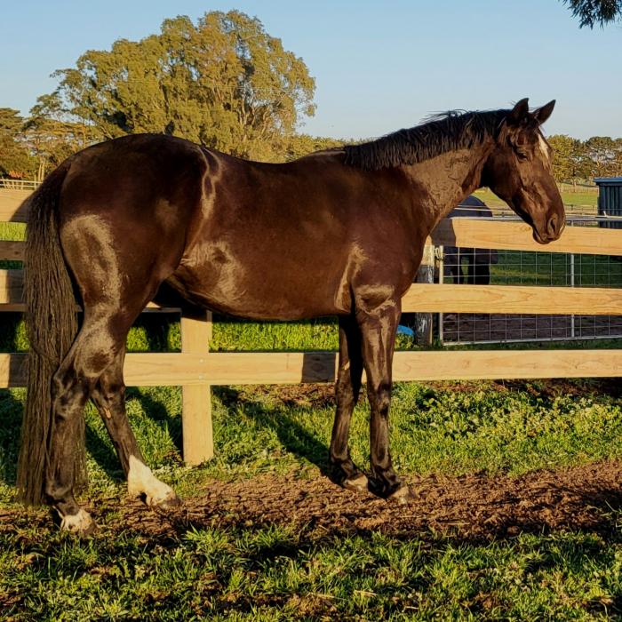 Stunning Warmblood mare