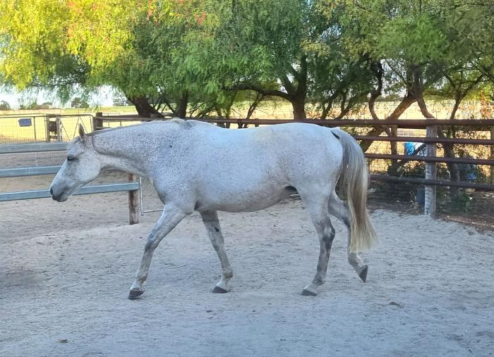 Broodmare by Vivant