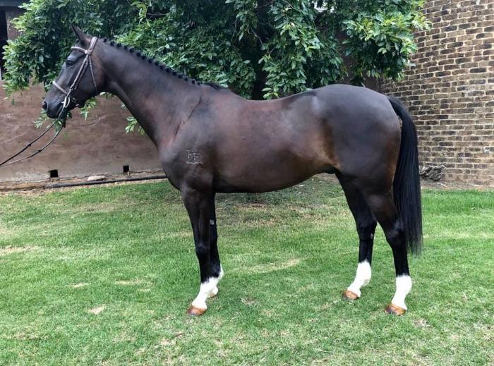 Perfect Amateur/Interschool mount 