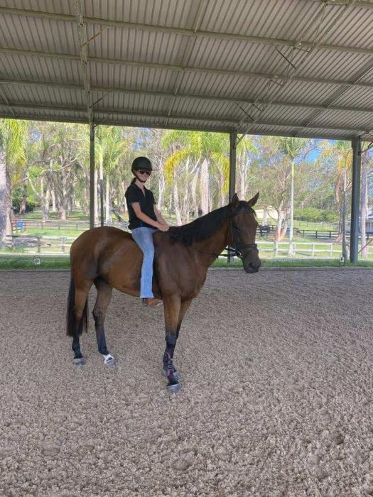 10 YO 16.1 TB gelding