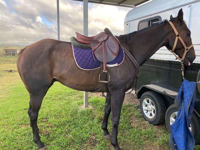 Thoroughbred Horses For Sale Thoroughbred Horse » Horsezone