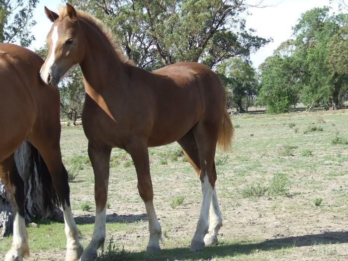 Welsh Ponies For Sale Welsh Horse » Horsezone