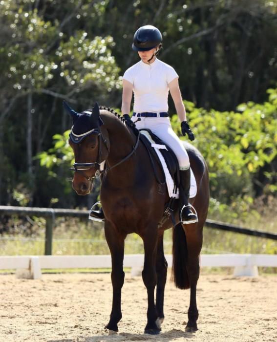 Horses for sale & equine products, stallions, equine news & gallery on