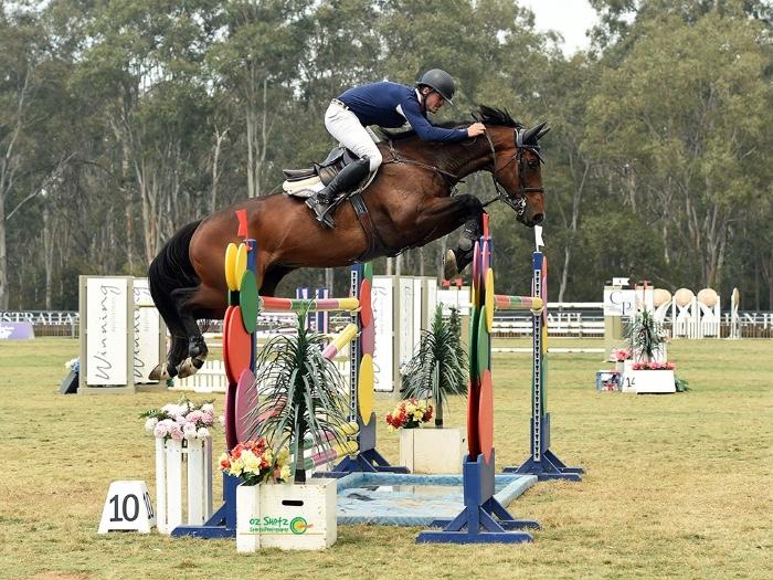 World Cup Showjumping Gelding