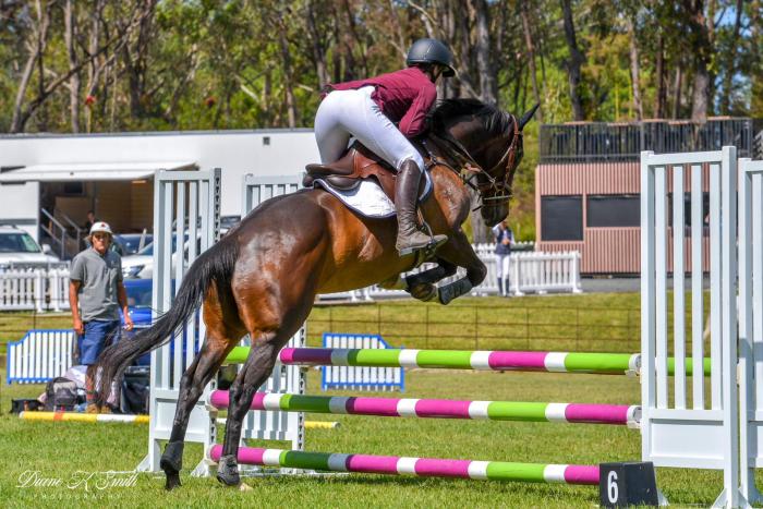 All rounder thoroughbred mare