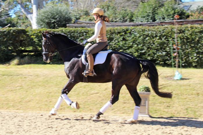 7-year-old Elementary Dressage Warmblood Gelding