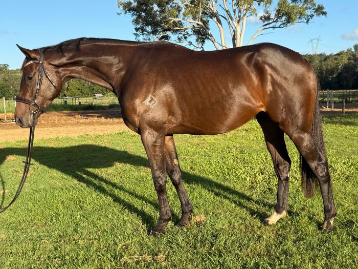 Lovely Thoroughbred Gelding