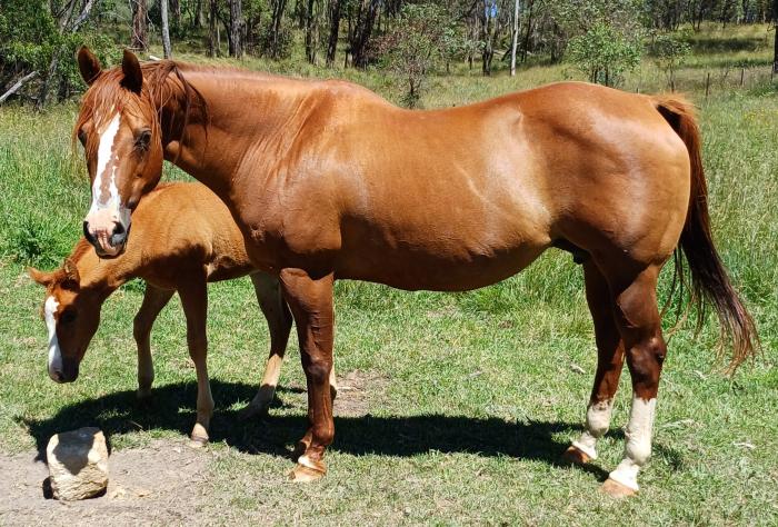 Quality AQHA Mare