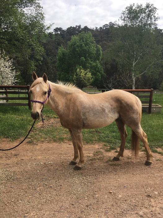 Horses For Sale Horse » Horsezone