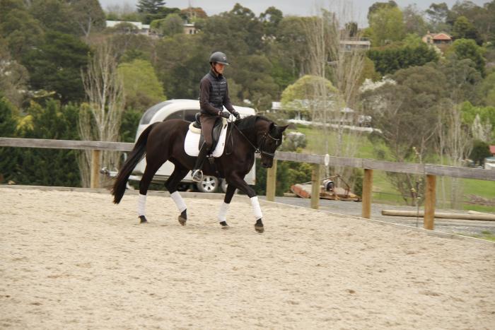 BEAUTIFUL, BLACK, PERFORMANCE MARE