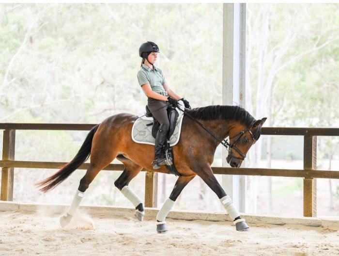 Australian Stock Horses For Sale