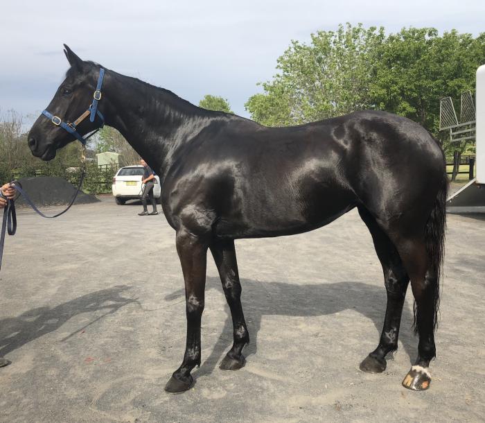 Exceptional 3* Broodmare