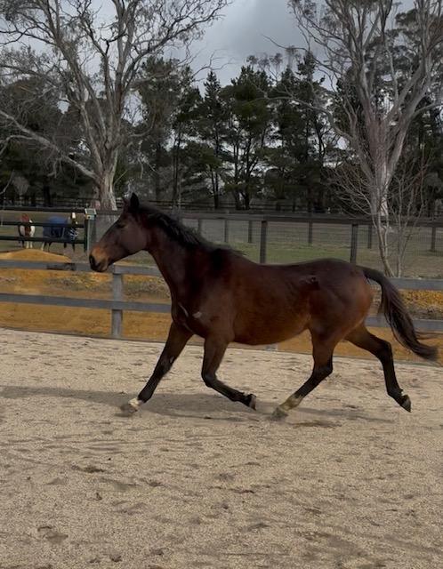 ASH / TB Broodmare 12yo 15.1hh approx NSW