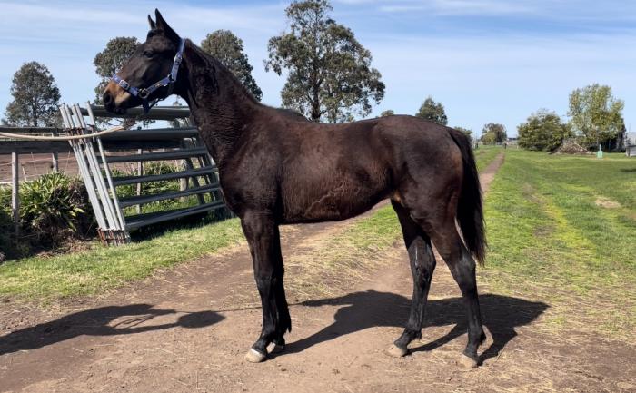 Showjumping Bred Filly