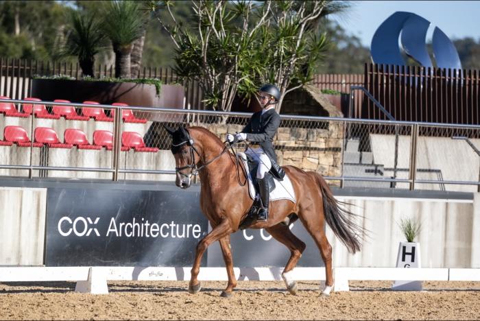 Grand Prix Dressage Gelding