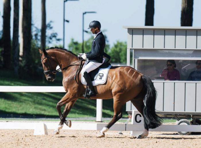 Medium Warmblood Gelding
