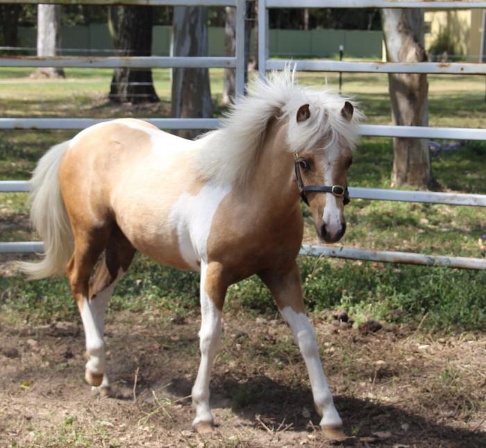 Welsh x Australian Pony Yearling Filly