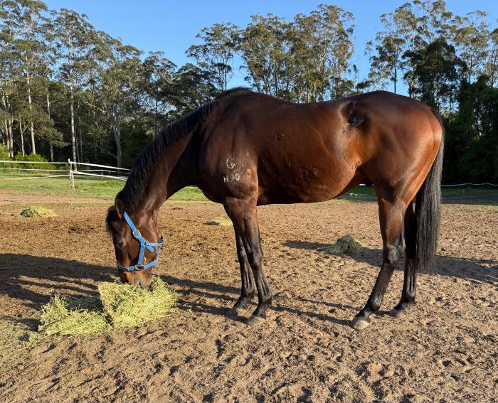 Quality Boy by Tavistock