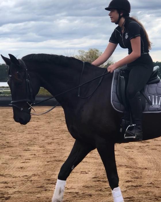 Horses for sale & equine products, stallions, equine news & gallery on