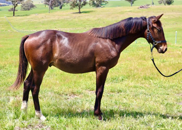 Stunning Colt by Kjento