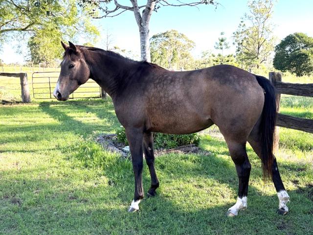 Buckskin Warmblood