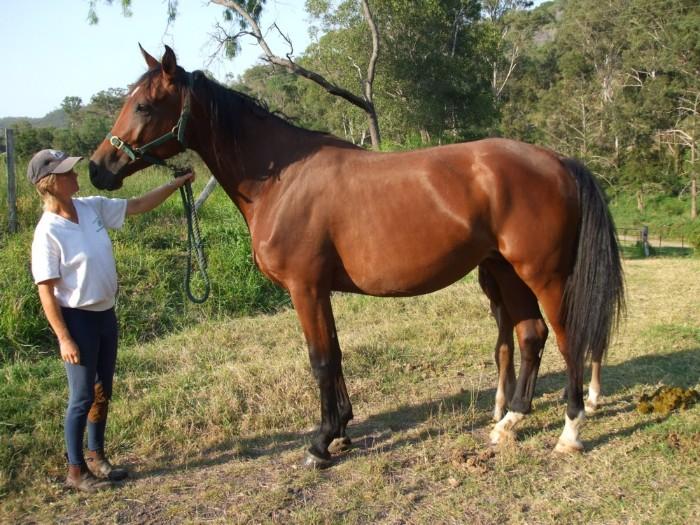 Aachimedes Broodmare