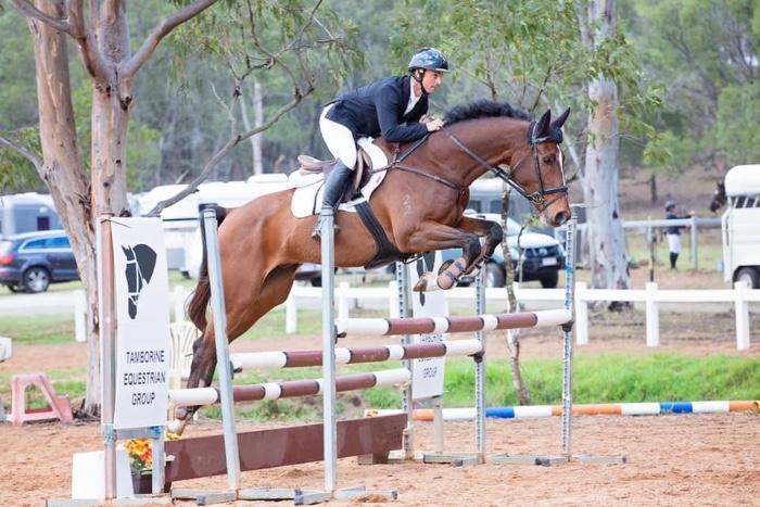 TALENTED 1* GELDING 