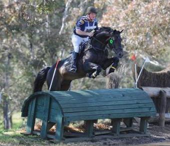 Wimborne Park Studs Designer Foal Program